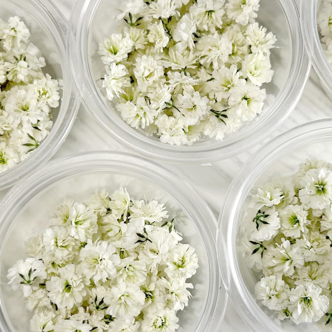 Amazon | ドライフラワー かすみそう レジン用 (ホワイト) | RIDES DRY