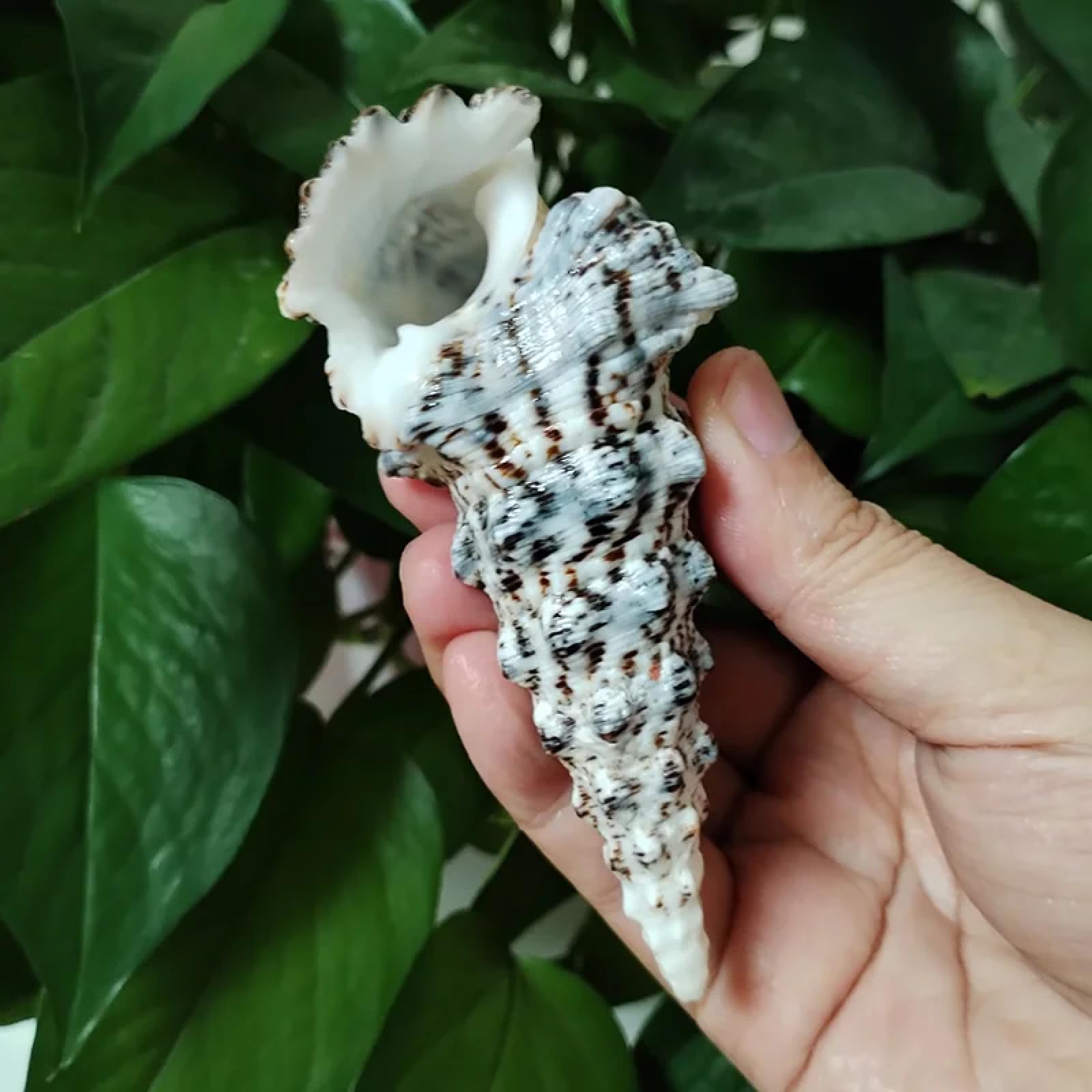 Conchiglie per artigianato, 1 pezzo, 8-10 cm, rara torre di lumaca, turritella, conchiglie naturali per matrimoni, casa, acquari, decorazioni da tavolo, feste, ornamenti artigianali