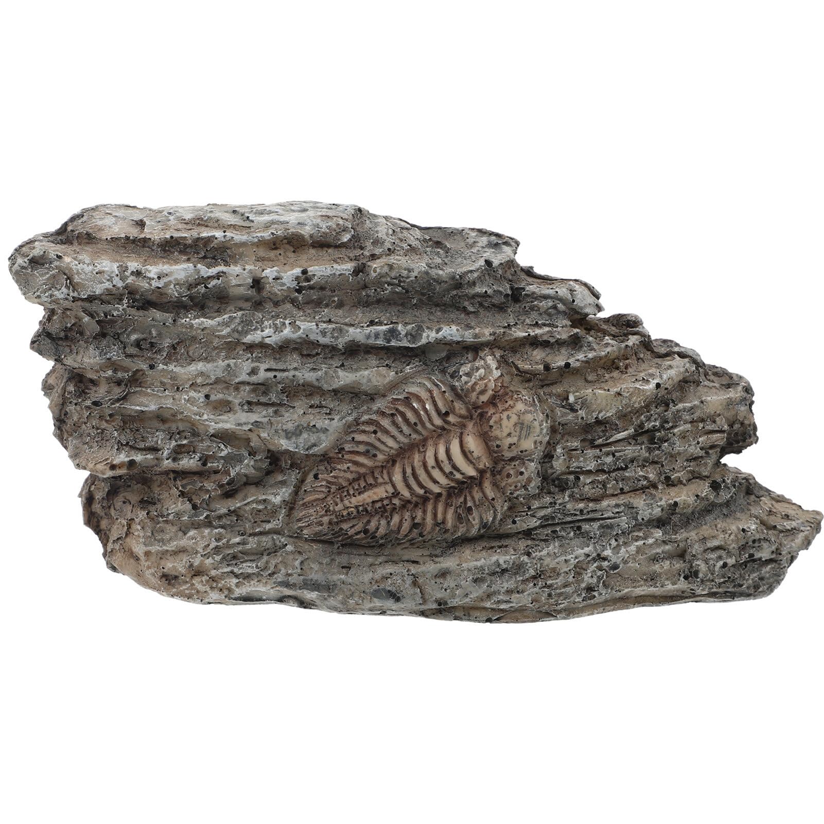 SOLUSTRETrilobite Fossil Authentic Arthropod Fossil Rocks Prehistoric Fossils Kids Educational Toy Teaching Trilobite Fossil Specimen for Collection Archaeology
