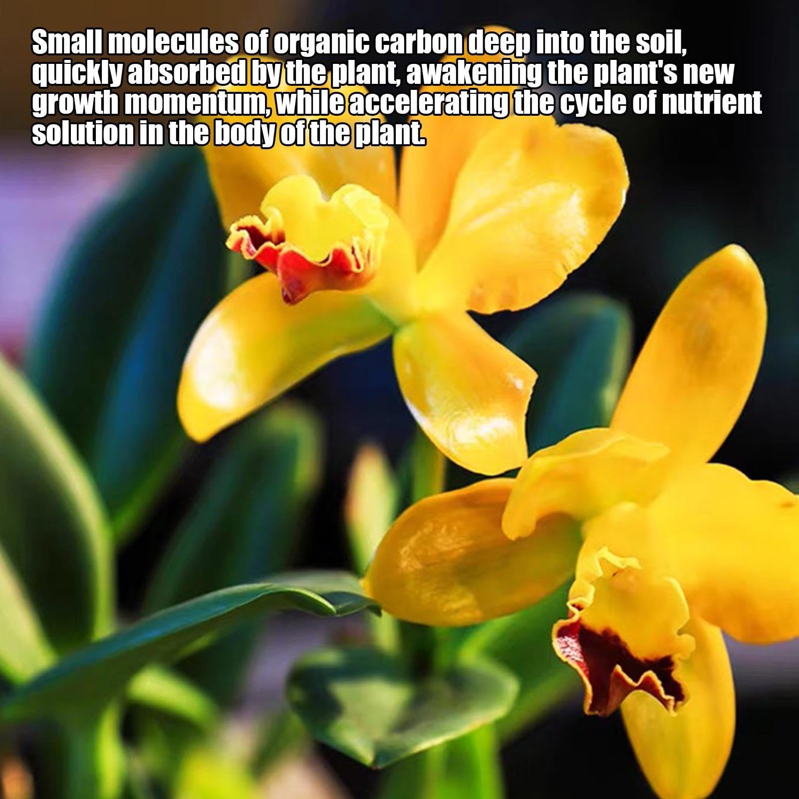 Fertilizante de orquídeas - potenciador de raíces, Booster | Spray promotor del crecimiento foliar, fórmula líquida en nutrientes, solución de alimentación de plantas equilibrada para flore
