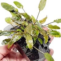 Vista 1 de Cryptocoryne Mioya On Driftwood Planta de acuario vivo Decoraciones tropicales de agua dulce