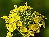 Vista 4 de Seeds Black Mustard Heirloom Vegetable for Planting Non GMO 500 Seeds