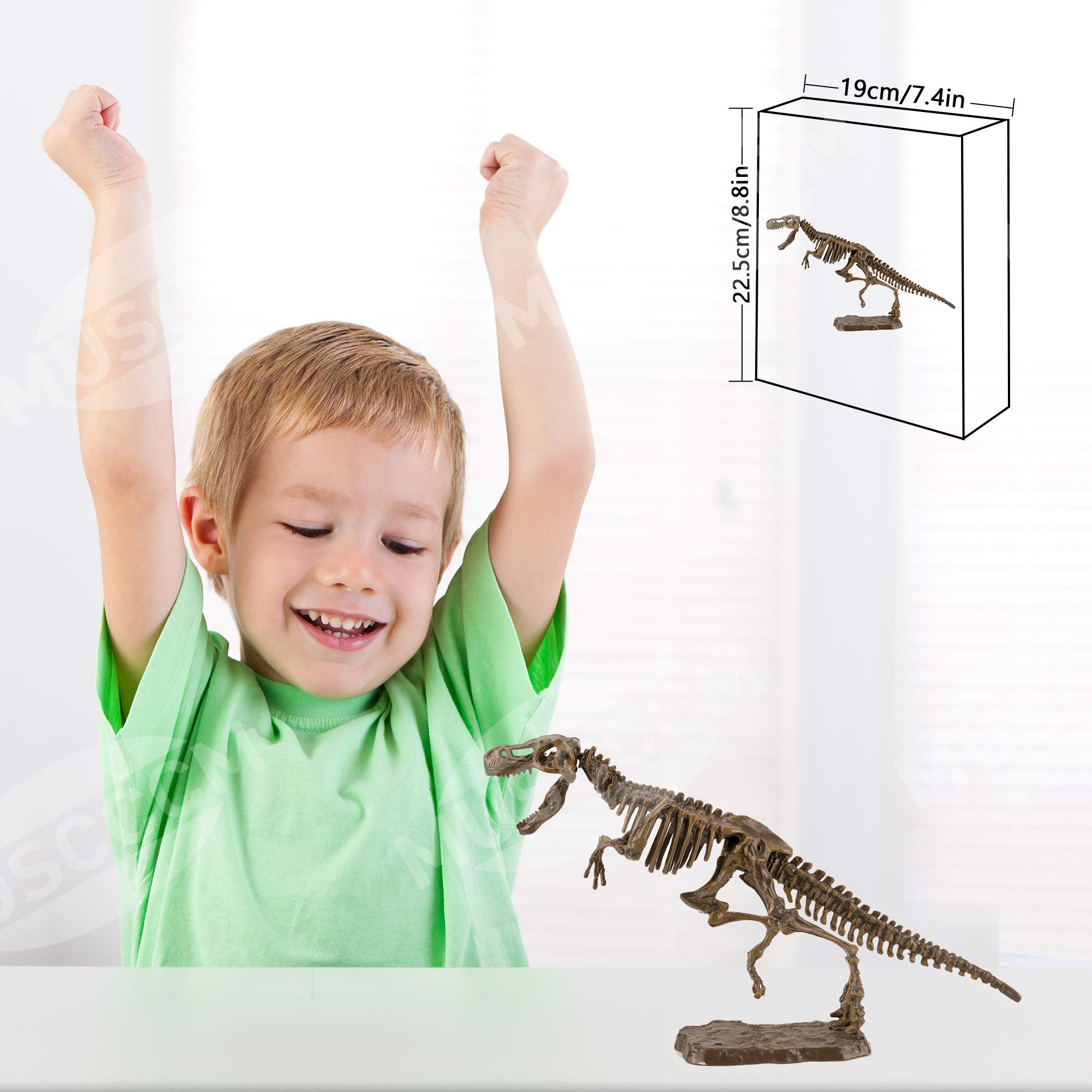 Buy muscccm Dinosaur Toys Excavation Kits Excavate TREX Tyrannosaurus