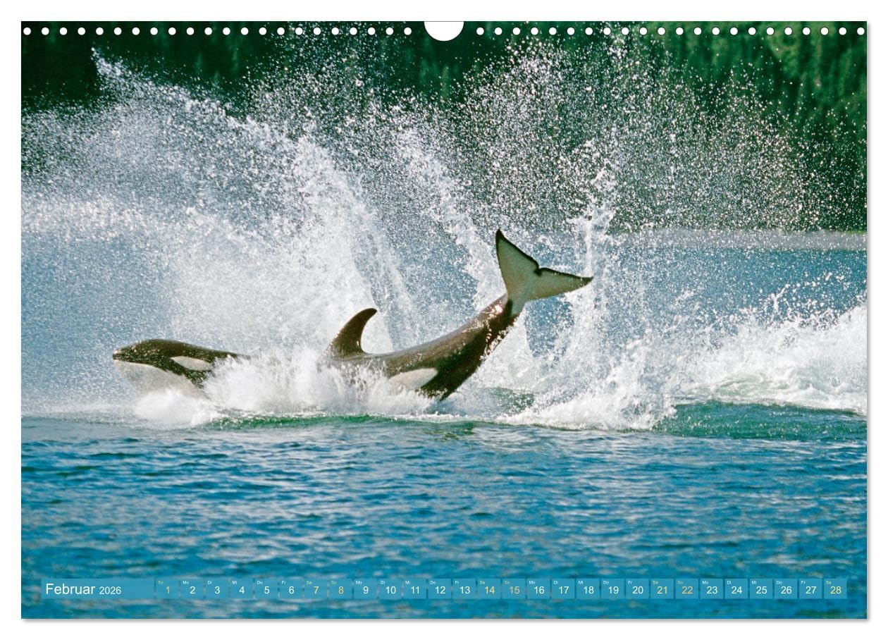 Orcas: Schwarz-weiße Giganten (Wandkalender 2026 DIN A3 quer), CALVENDO Monatskalender: Orcas: Majestätische Meeresakrobaten (CALVENDO Tiere)