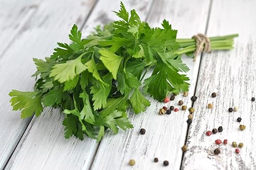 Semillas de hoja plana Perejil Italiano Interior Heirloom Vegetal para plantar Semillas sin OMG 2000