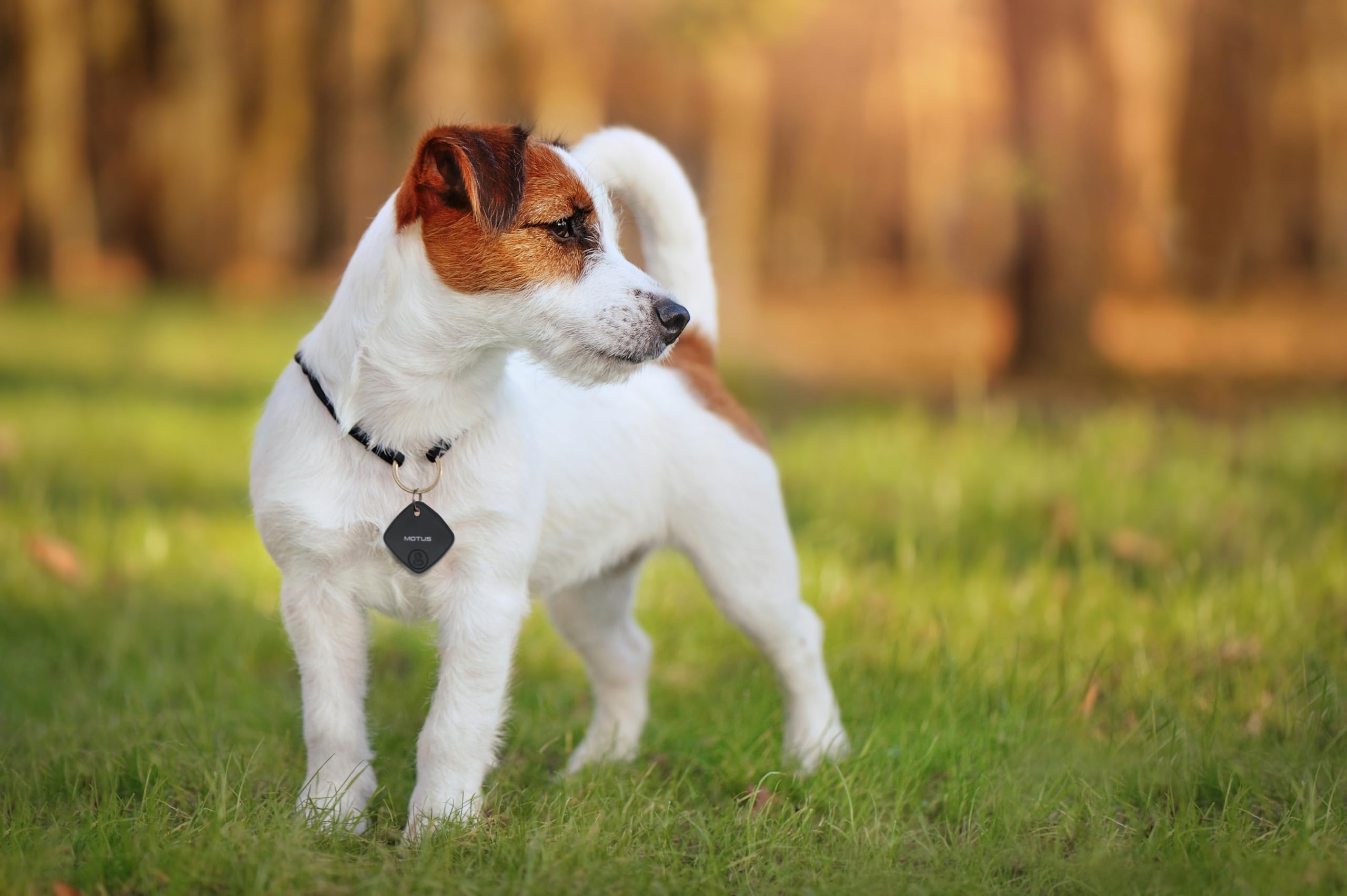 Motus Suivi GPS Localisateur pour Chat/Chien, Traceur Bluetooth pour Animaux Domestiques, Chiens, Enfants, Chats, Bagages, Portefeuille, Porte-clés, Accessoire, Compatible iOS