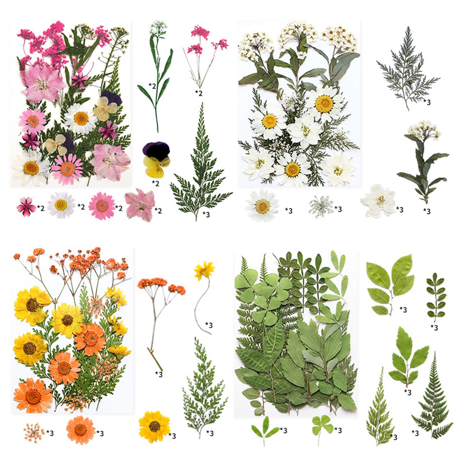 Kalttoy Autumn Harvest Pressed Plant Natural Dried Flower Tool for Artistic Creation Home Decoration Projects Natural Dried Leaves