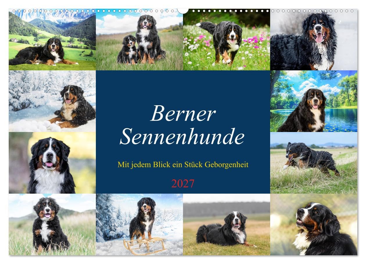 CALVENDO - Berner Sennenhunde - Mit jedem Blick ein Stück Geborgenheit (Wandkalender 2027 DIN A2 quer), Monatskalender: Bilder die Herz und Seele berühren