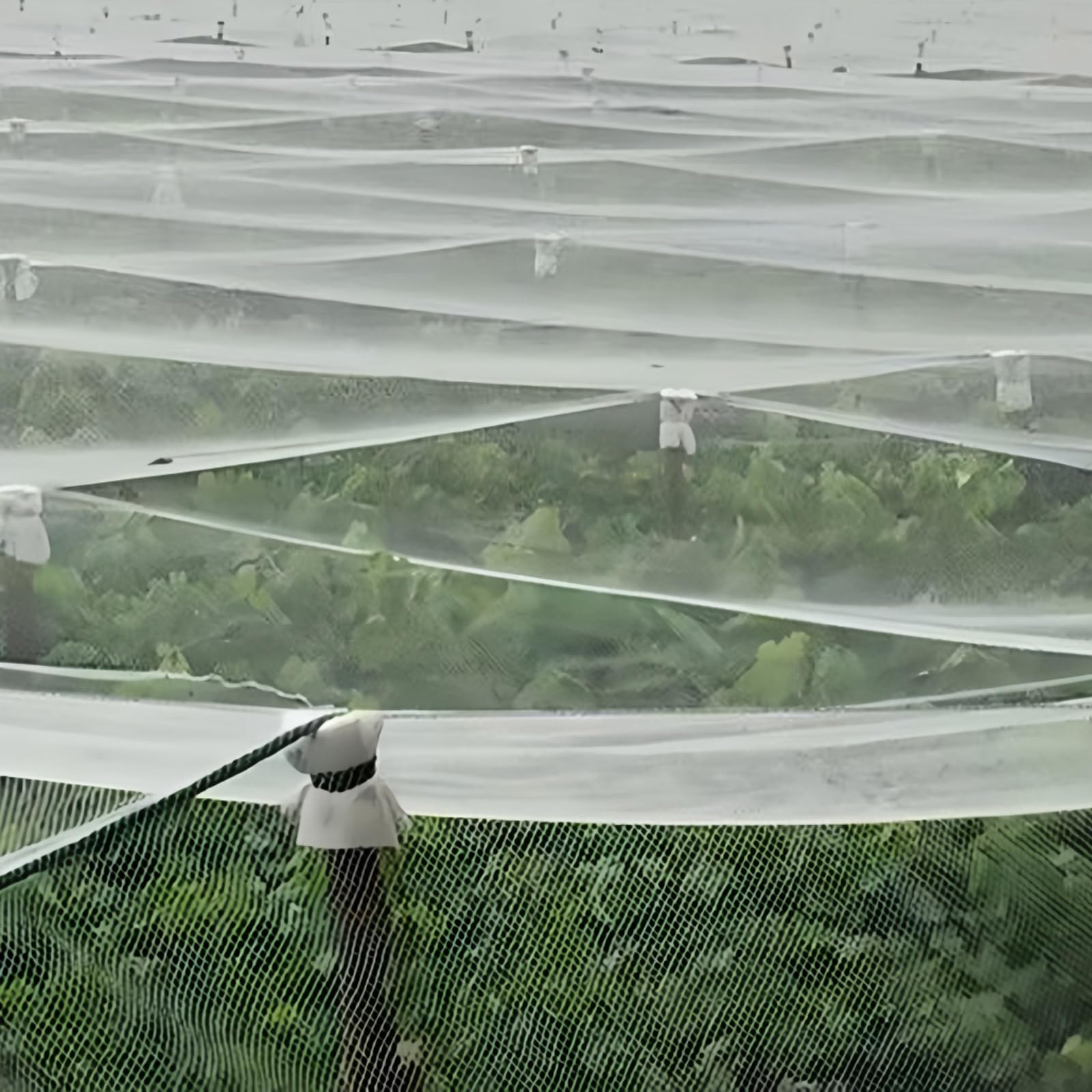 Filet Anti-Insectes Robuste pour Jardin, protège efficacement Les légumes, Les Fruits et Les Fleurs. Facile à Installer et à découper. Halnetz pour Une Protection optimale Contre Les Insecte
