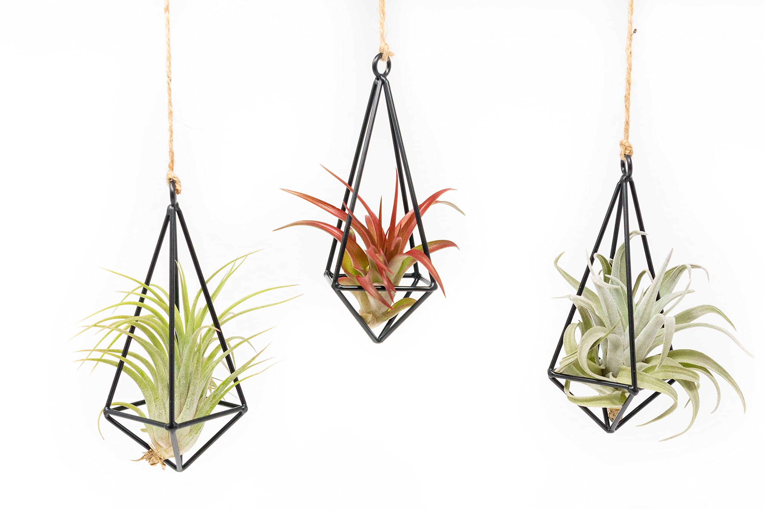 3 Pack Black Metal Pendant Hanging Planter with Assorted Medium Air Plant - Macrame Holder for Indoor Plants - Succulent Plant Hanger - Available in