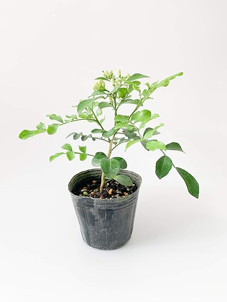 Amazon シルクジャスミン ナナ 超矮性 月橘 花 観葉植物 フラワーギフト オンライン通販