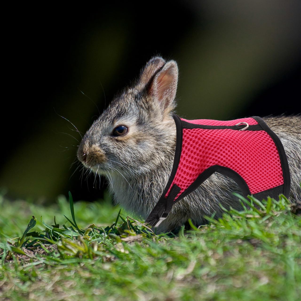 Abaodam Kaninchengeschirr Mit Leine 3Er Set Bunny Vest Harness Für Kaninchen Frettchen Meerschweinchen Und Ratten Weich Atmungsaktiv Für Training Spaziergänge Und Outdoor-Aktivitäten