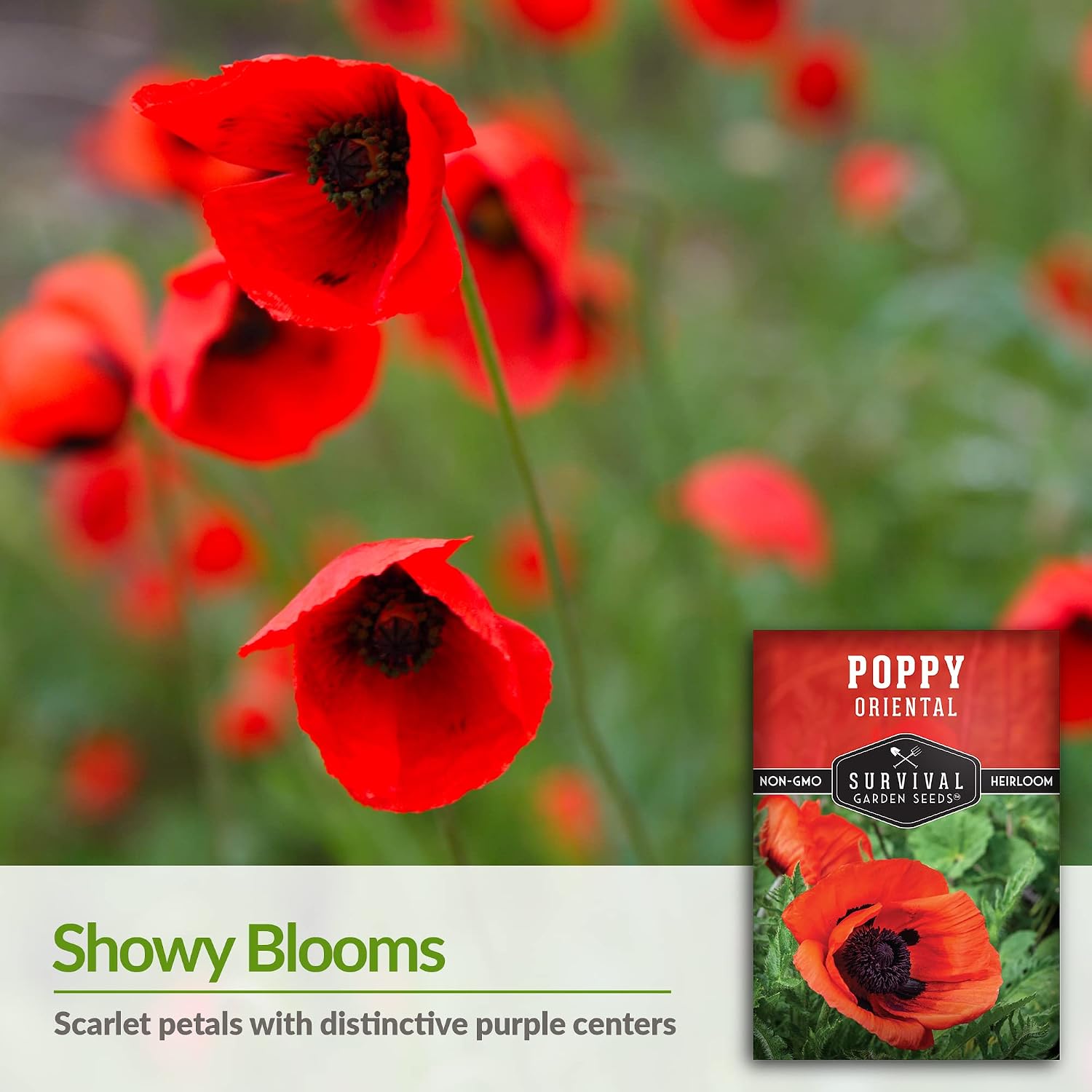 Semillas De Amapola Oriental – 1000 Semillas Colores Mixtos (Papaver Orientale) De Seedville USA