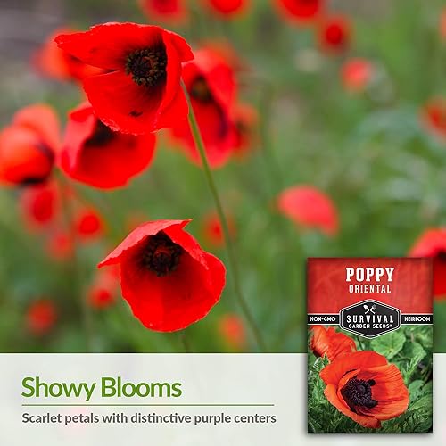 Miniatura 3 de Paquete de 1 semilla de amapola oriental para plantar, paquete con instrucciones para cultivar Papaver Orientale en tu hogar, flores o huertos,