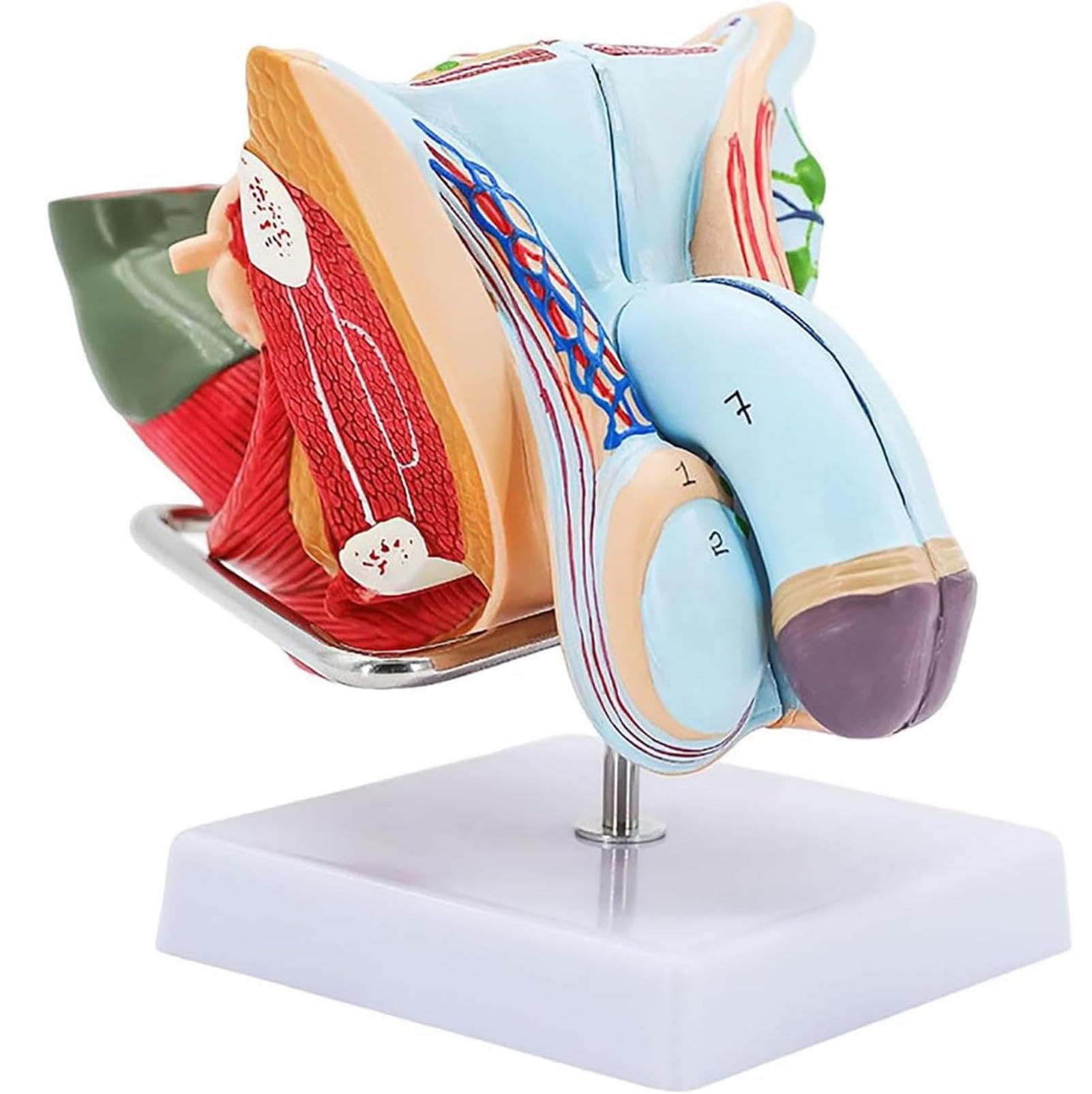 Modèle génital masculin AMITD d'anatomie testiculaire en 4 pièces