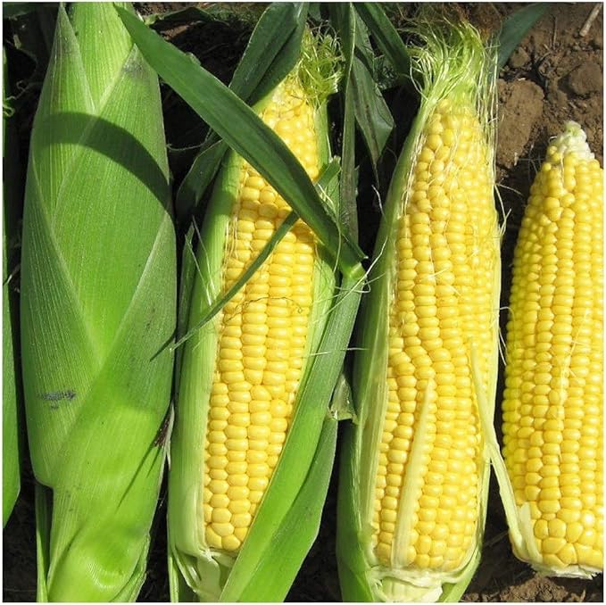 PREMIER SEEDS DIRECT Sweet Corn - SWEETCORN - F1 Rising Sun 50 Finest ...