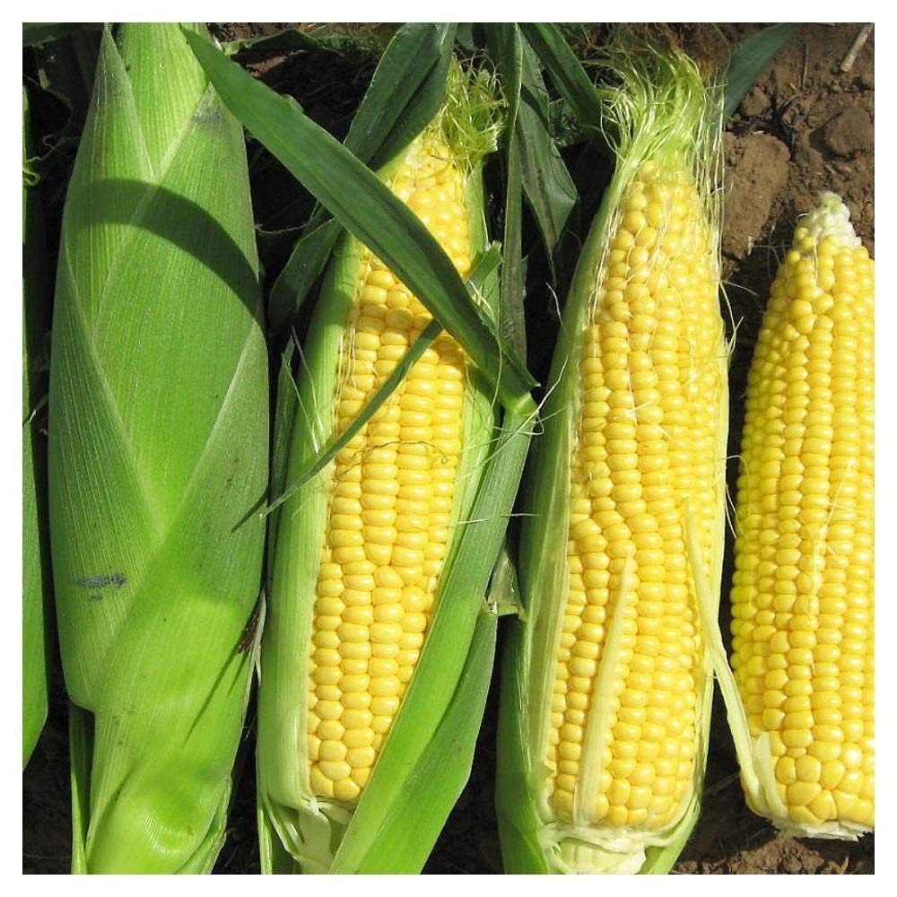 PREMIER SEEDS DIRECT - SWEETCORN - Rising Sun F1-50 Finest Seeds
