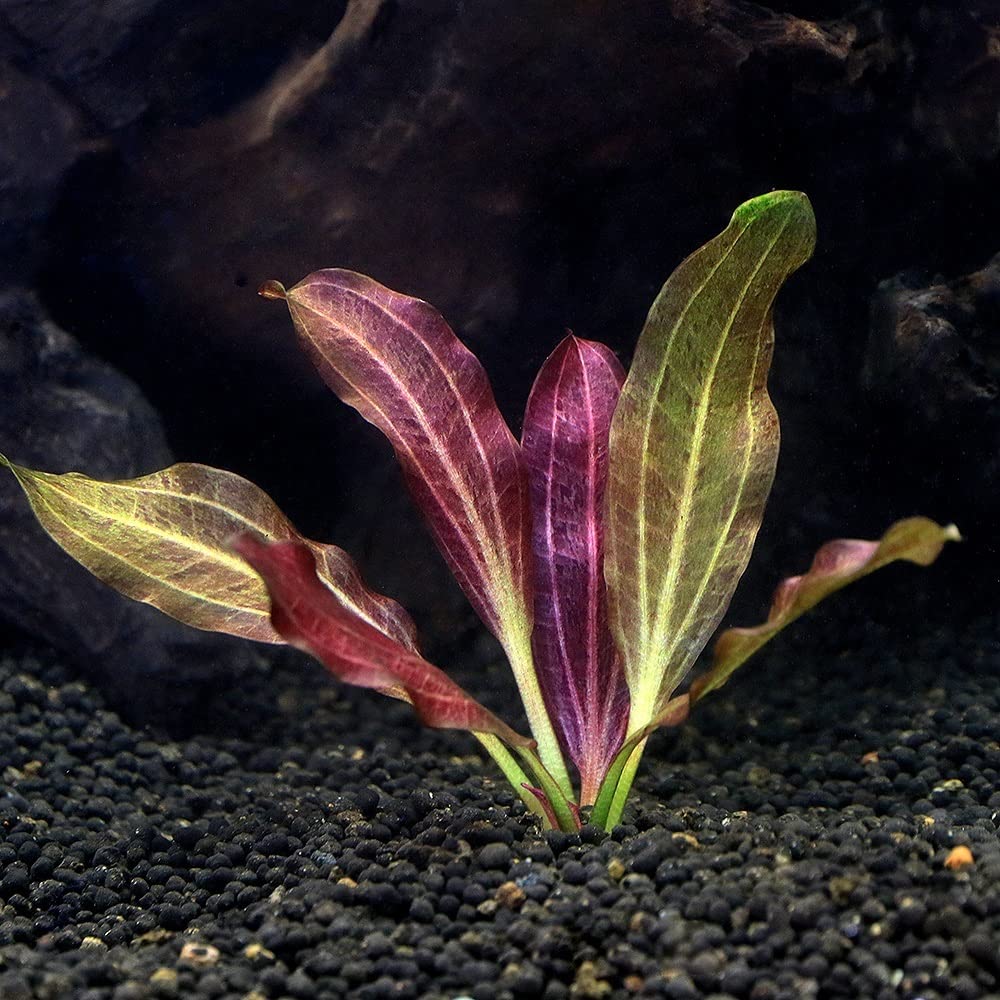 Amazon.co.jp: （水草）エキノドルス オゼロット（水中葉）（無農薬