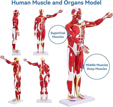 DSFGFRR Human Anatomy Muscle Model, 27-Part 1/2 Life Size 33 Human Muscle and Organ Model with Removable Organ, Anatomical Model of the Cricopharyngeal Muscle for Medical Physiology Study Teaching