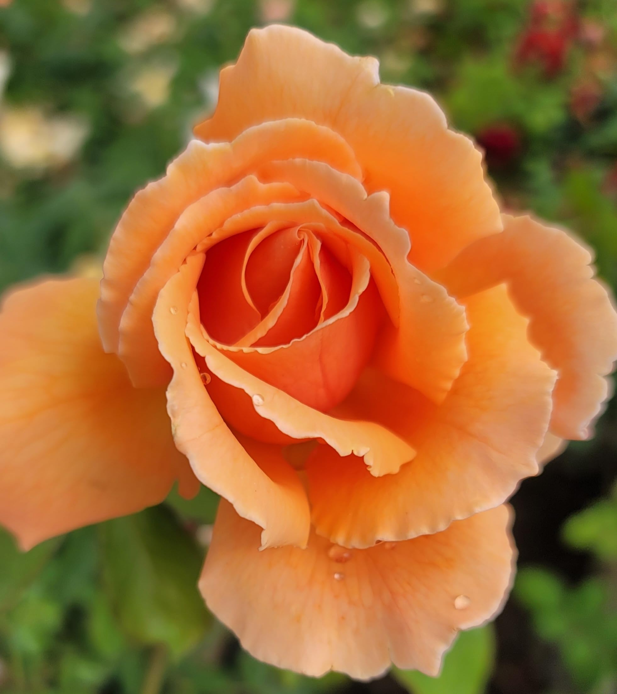 Just Joey Apricot Rose Bush