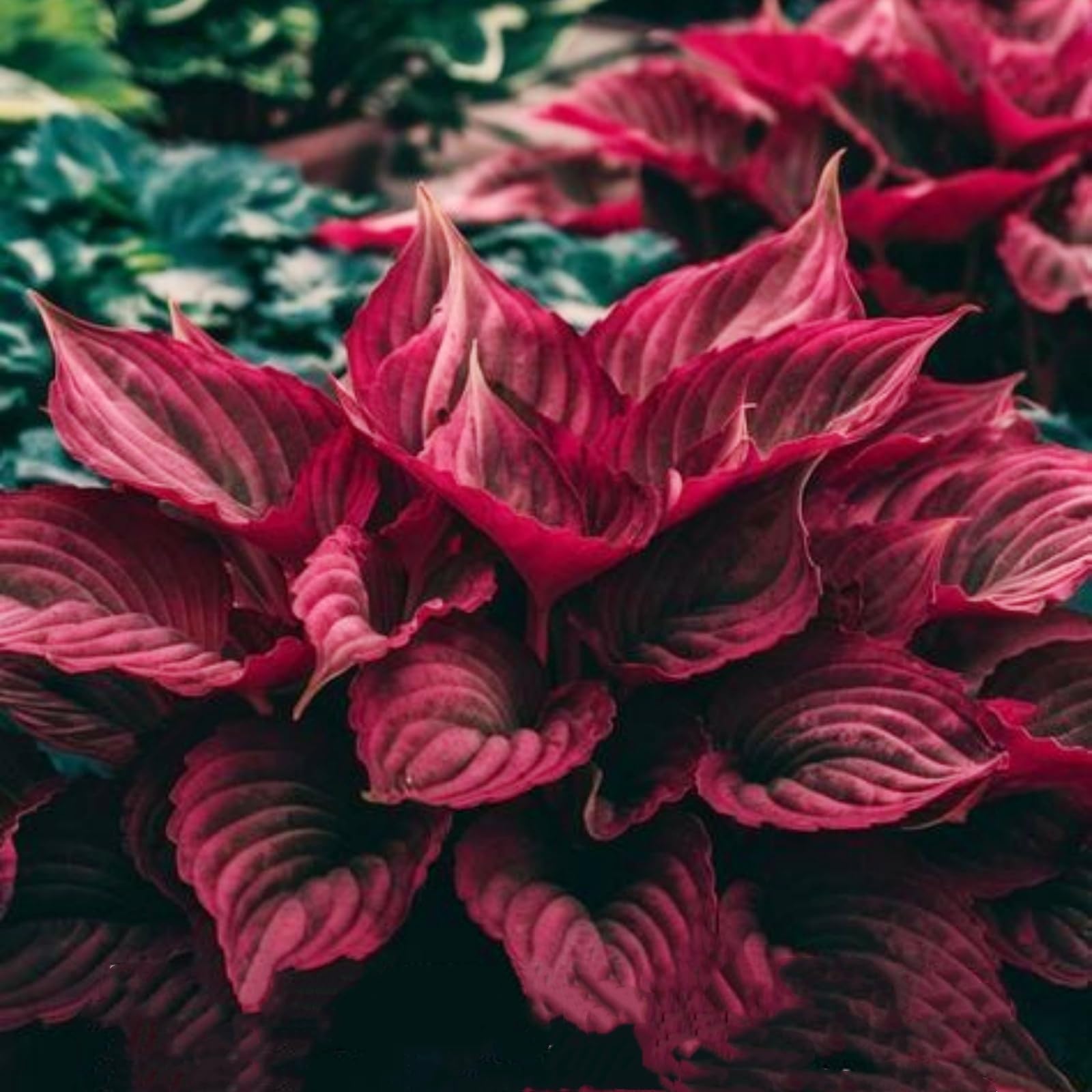 Hosta Rhizome, Hardy Perennial, Garden Decoration, No Watering Required, Professional Planting, Suitable for Spring and Autumn-4 Rhizome-D