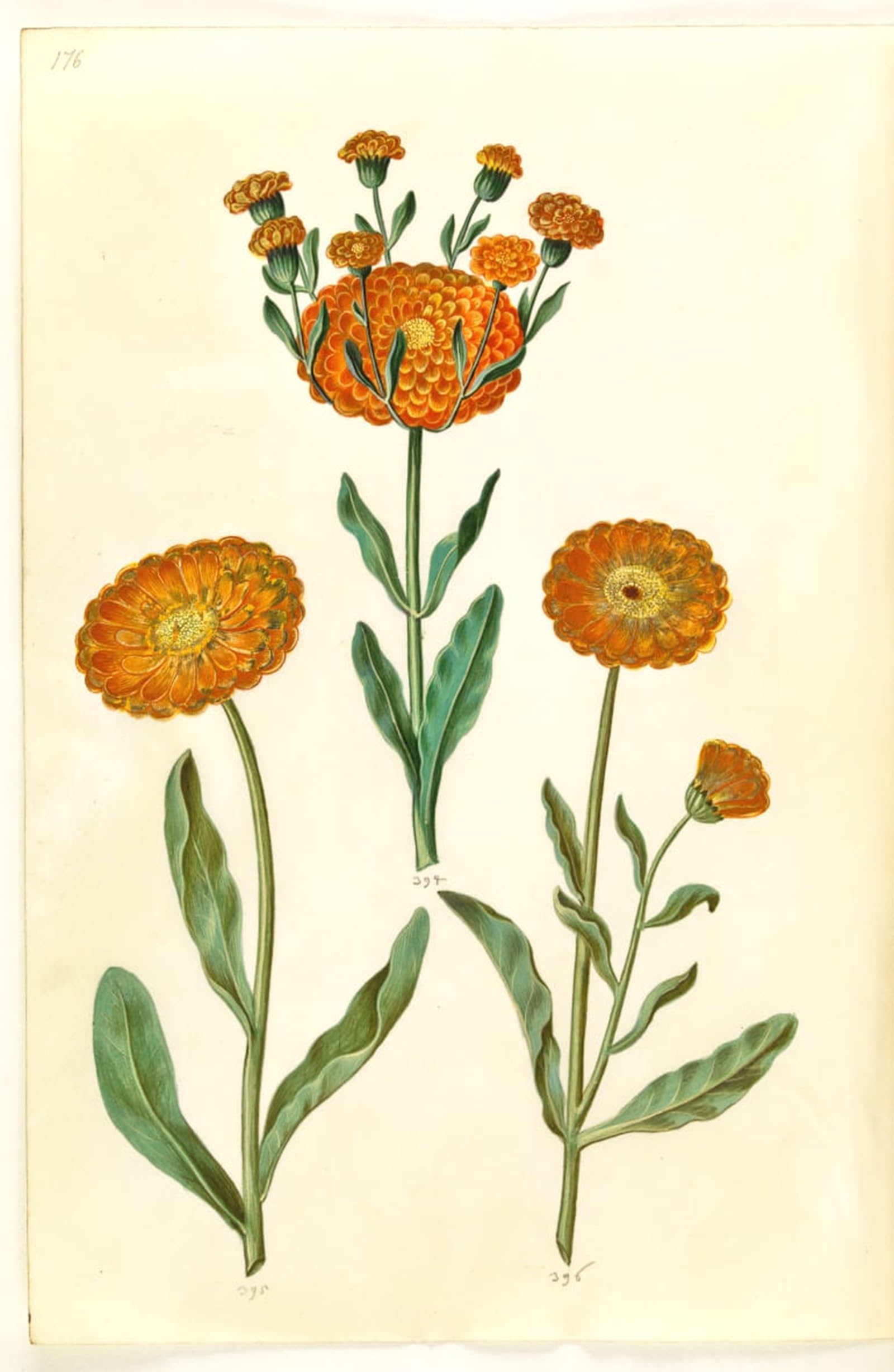 ARTXLXXBN Famous Painting Canvas Artwork Graffiti Print Calendula Officinalis by Hans Simon Holtzbecker Portrait Canvas Image for Home Decor 60x90cm