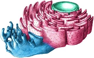 Posterazzi Endoplasmic Reticulum Poster Print by Spencer Sutton/Science Source, (24 x 18), Varies