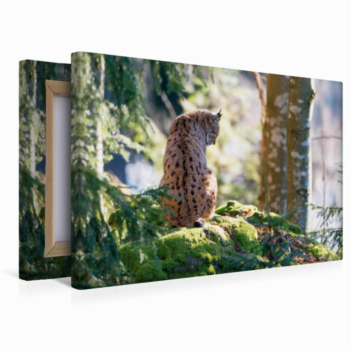 Premium Textil-Leinwand 45 x 30 cm Quer-Format Luchs | Wandbild, HD-Bild auf Keilrahmen, Fertigbild auf hochwertigem Vlies, Leinwanddruck von CH Photography