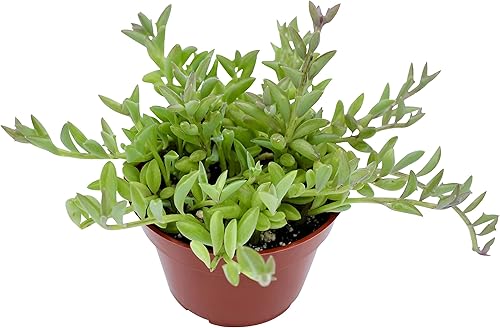 Miniatura 14 de Suculenta viva de 4 pulgadas "Baby Toes Fenestraria Rhopalophylla, plantas suculentas vivas completamente enraizadas, planta