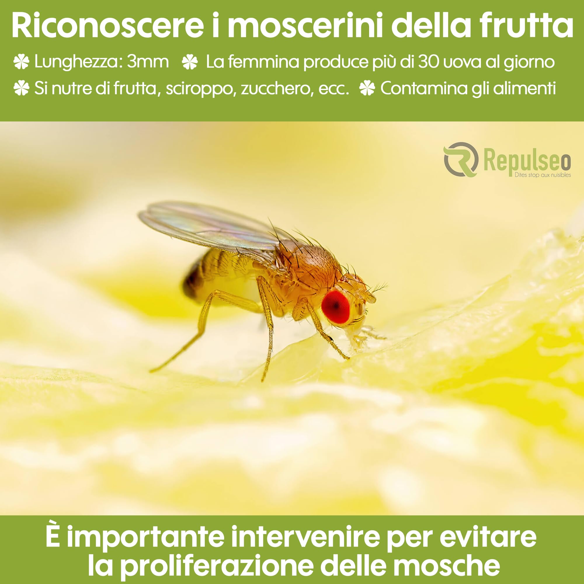 Trappola per Mosche dei Frutti ✯Made in UE✯, Anti Moscherini Interno, Attrape Moscherini Cucina, Piega Moscherini e Mosche dei Frutti Interno [Rimedio Naturale e senza Insetticida]