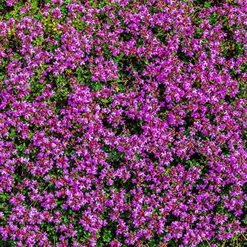 Dichmag 1500 Multiple Colors Creeping Thyme Seeds For Planting - Mix Creeping Thyme Ground Cover Flowers Seeds Easy To Grow #TOP2
