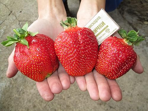 Semillas Fresca Fresca Gigante Everbearing Escalada Frutas Heirloom para plantar sin OMG