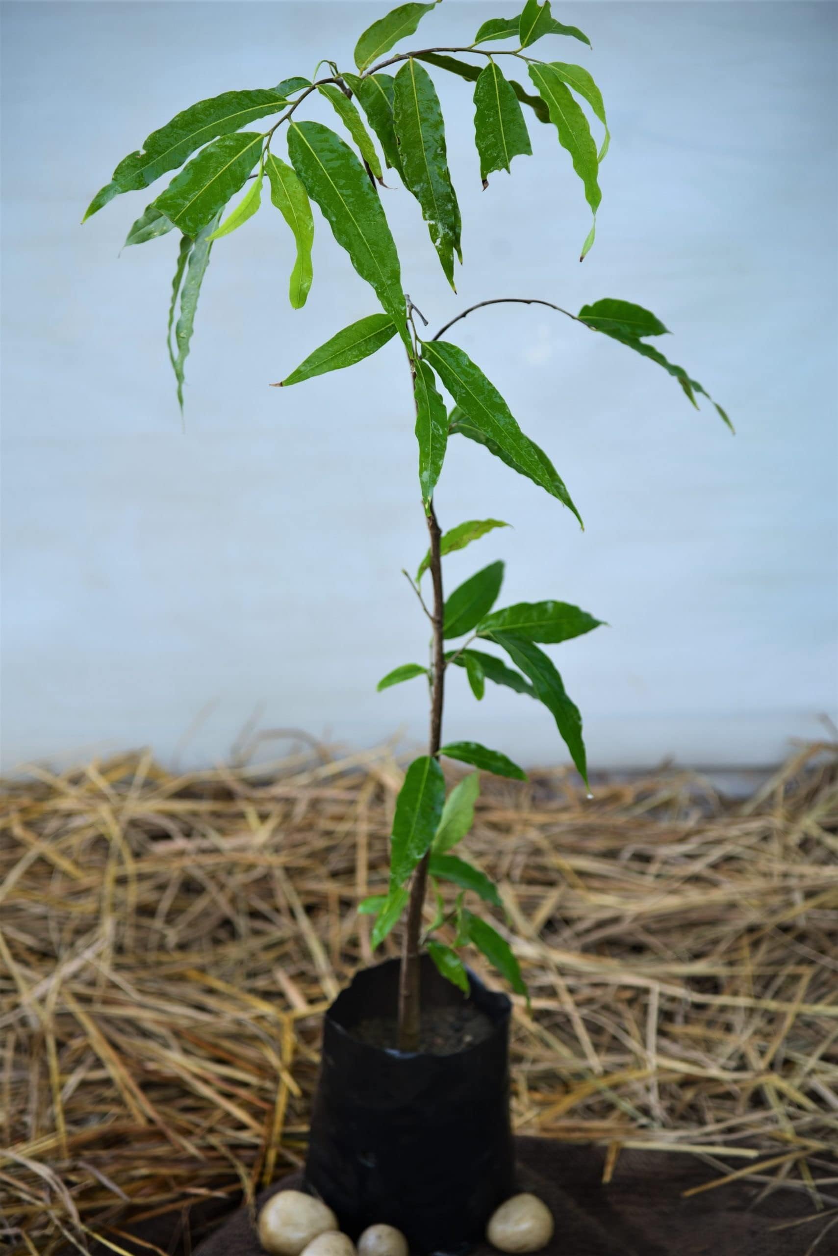 PlantaZee Ashoka Plant Tree for gardning