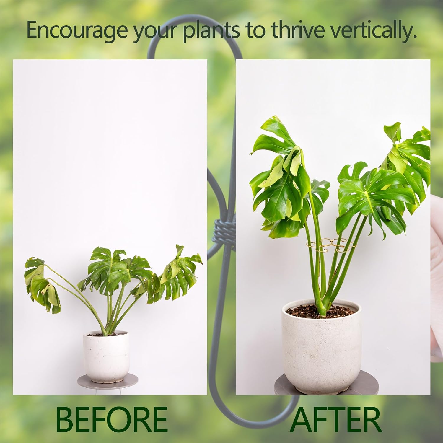 7.5" Plant Stem Support -Durable Stabilizer for Monstera & Indoor Plants image 3