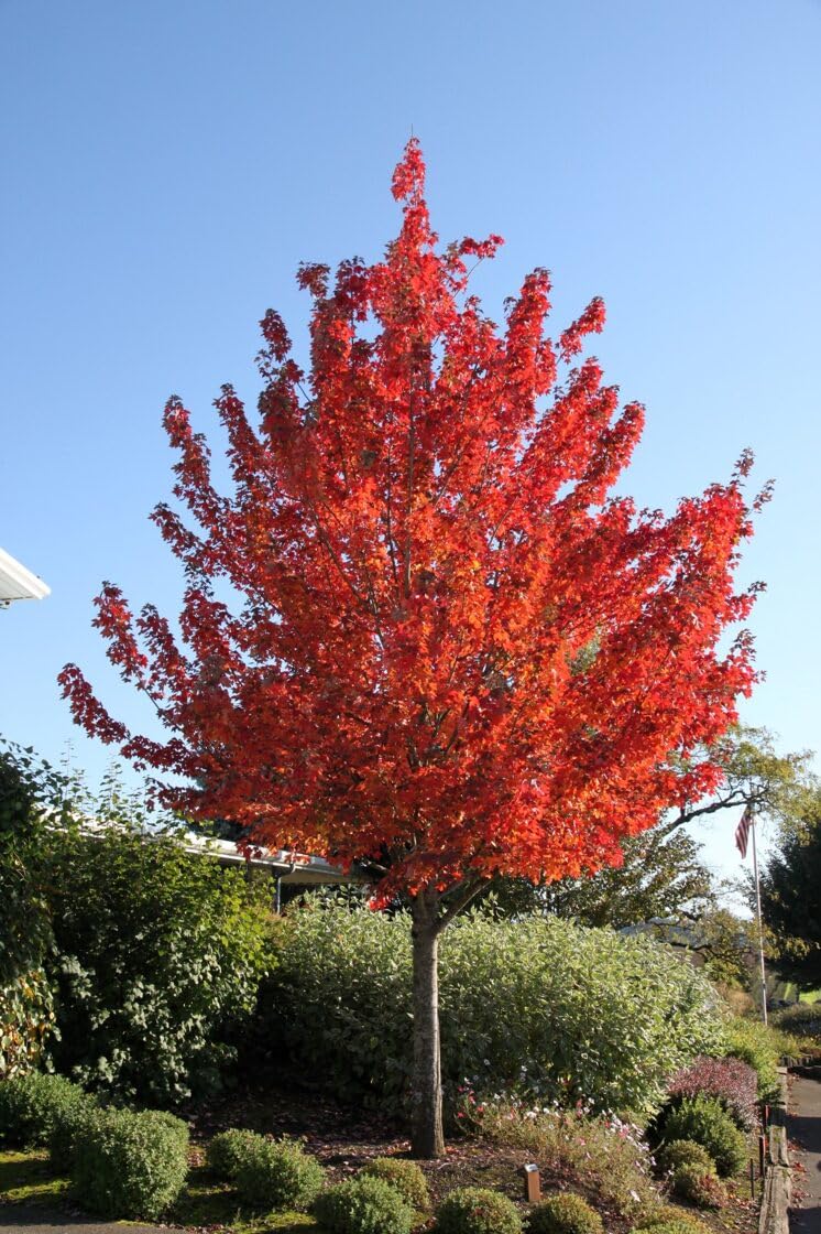 Acero Rosso Rubrum "Acero Rubrum" Acero Scarlatto pianta in vaso 1 litro h 100/120 cm Vivaio di Castelletto