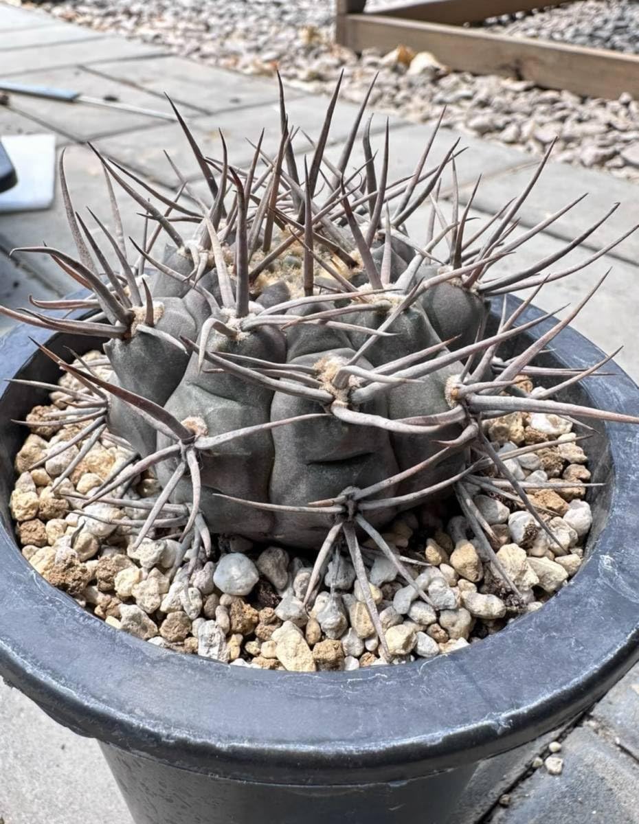 Amazon.co.jp: NO.1サボテン 多肉植物 ギムノカリキウム 守金魔天竜 l