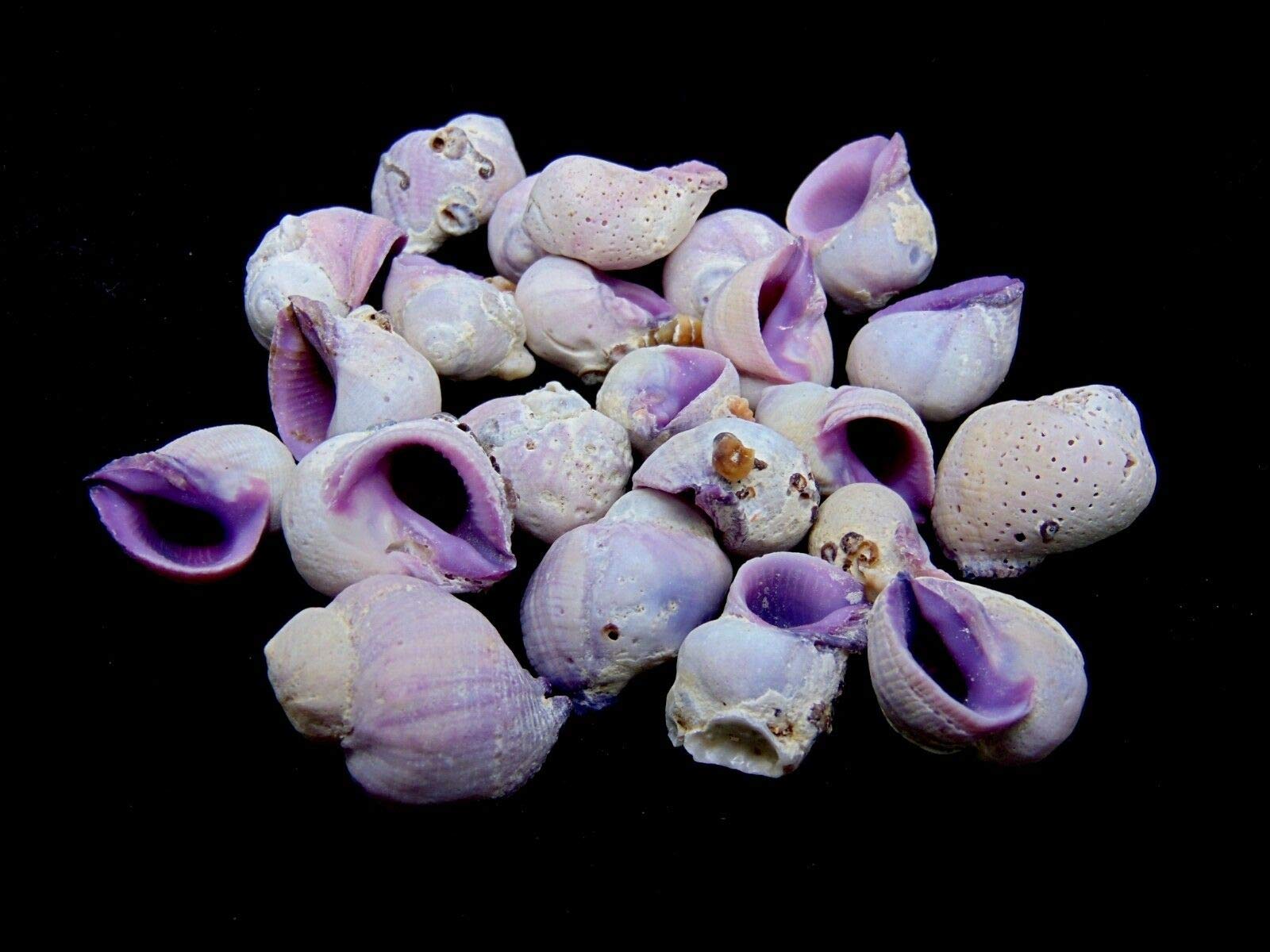 HoitoDeals 200g Natural Beach Shells Cebu Voilet For Home Decoration Seashells, Craft, Aquarium etc.
