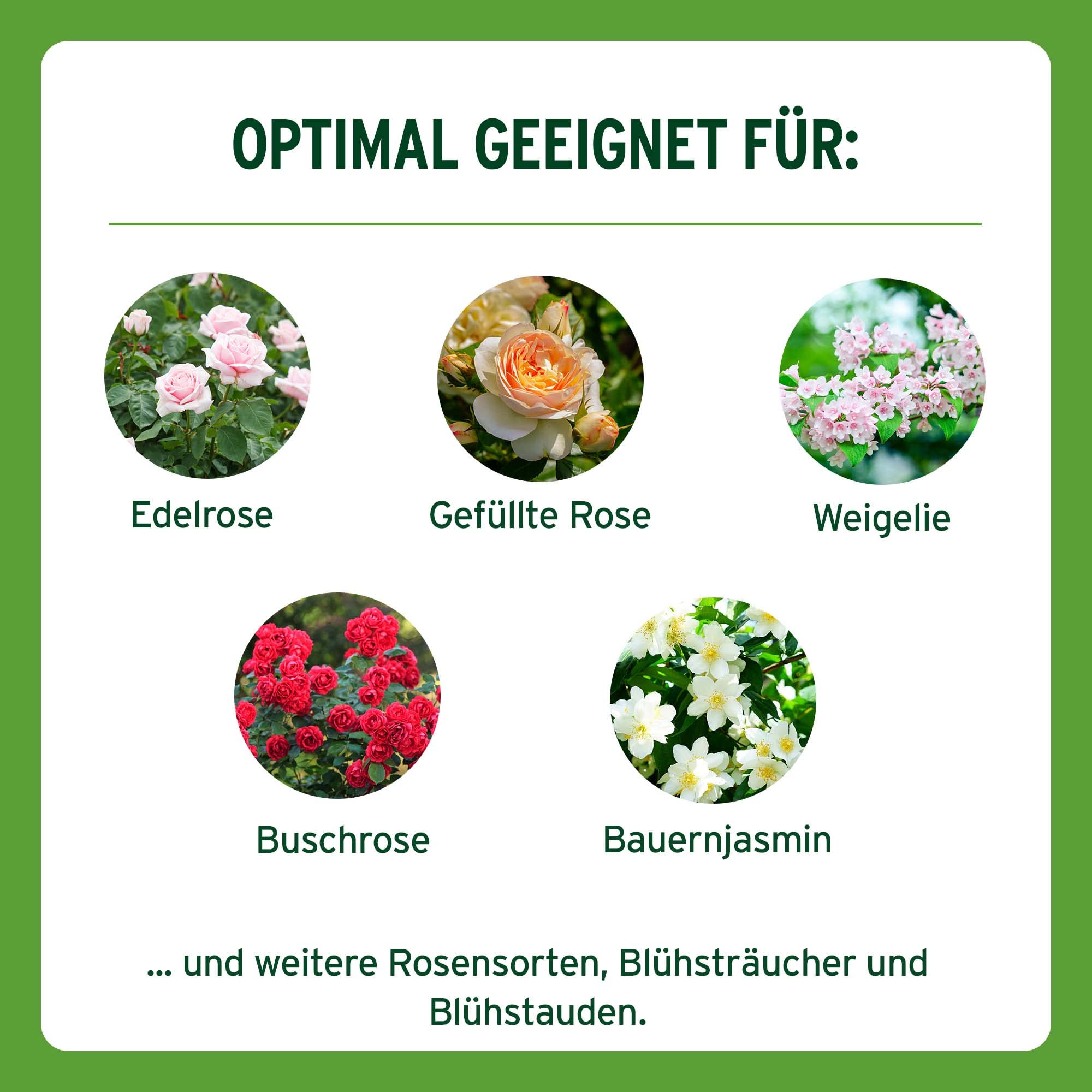 Substral Langzeit Depotdünger für Rosen & Blühpflanzen, 6 Monate Osmocote Premium-Langzeitdünger, 1,5 kg (Packung mit 2)