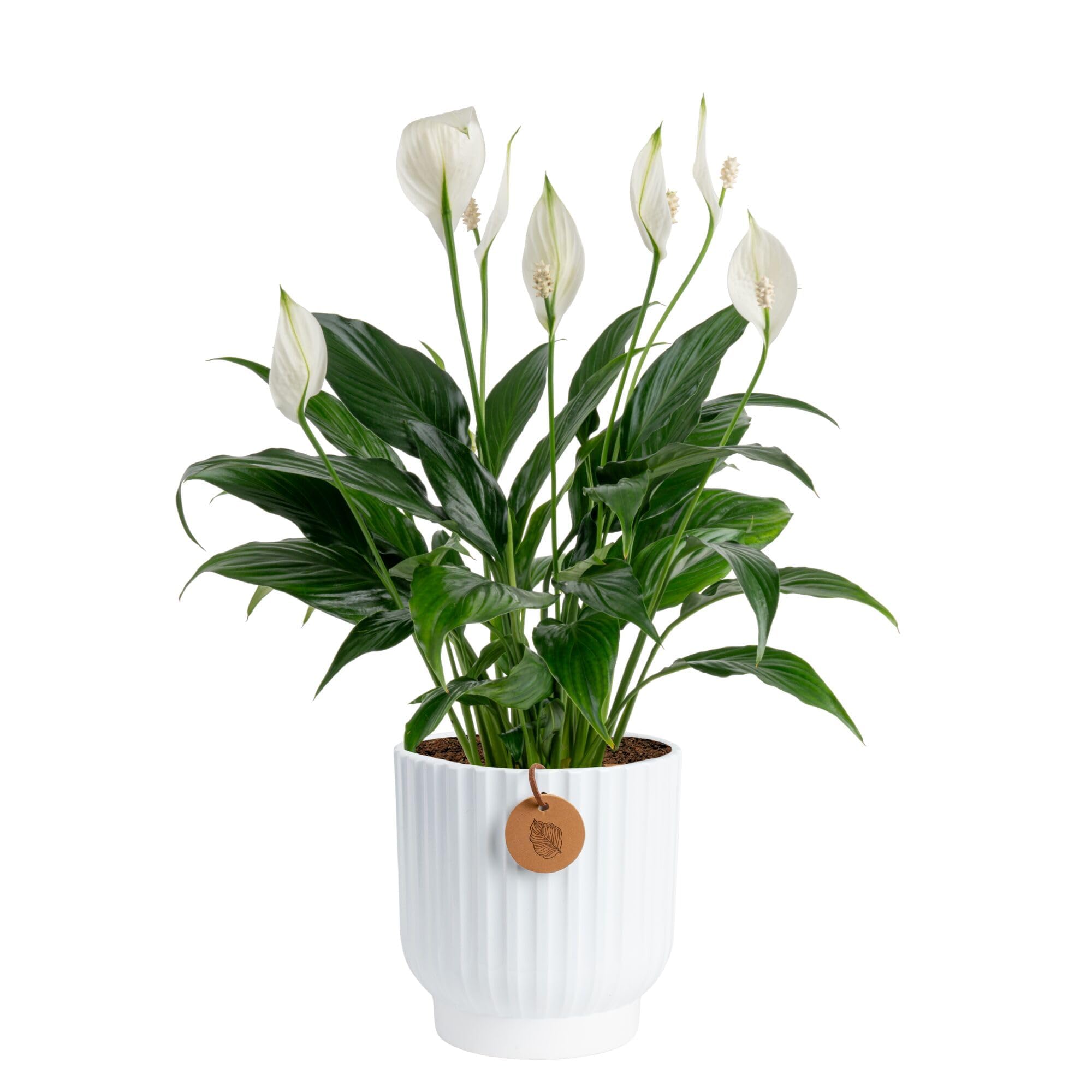 Costa Farms Peace Lily Live Plant
