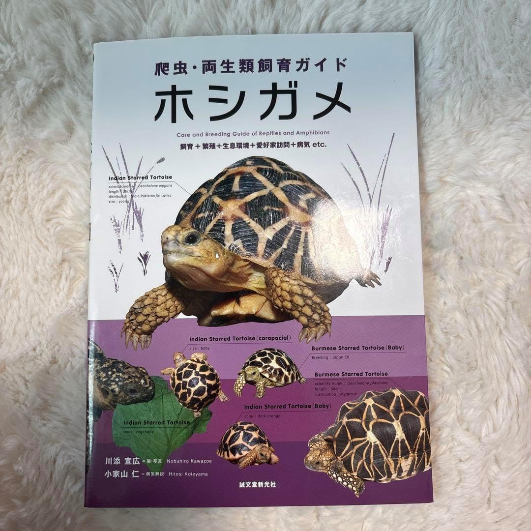 Morris アコースティックギター W30劇鳴り　愛用メンテ品　ダダリオ新弦付 Morris アコースティックギター W30劇鳴り 愛用メンテ品