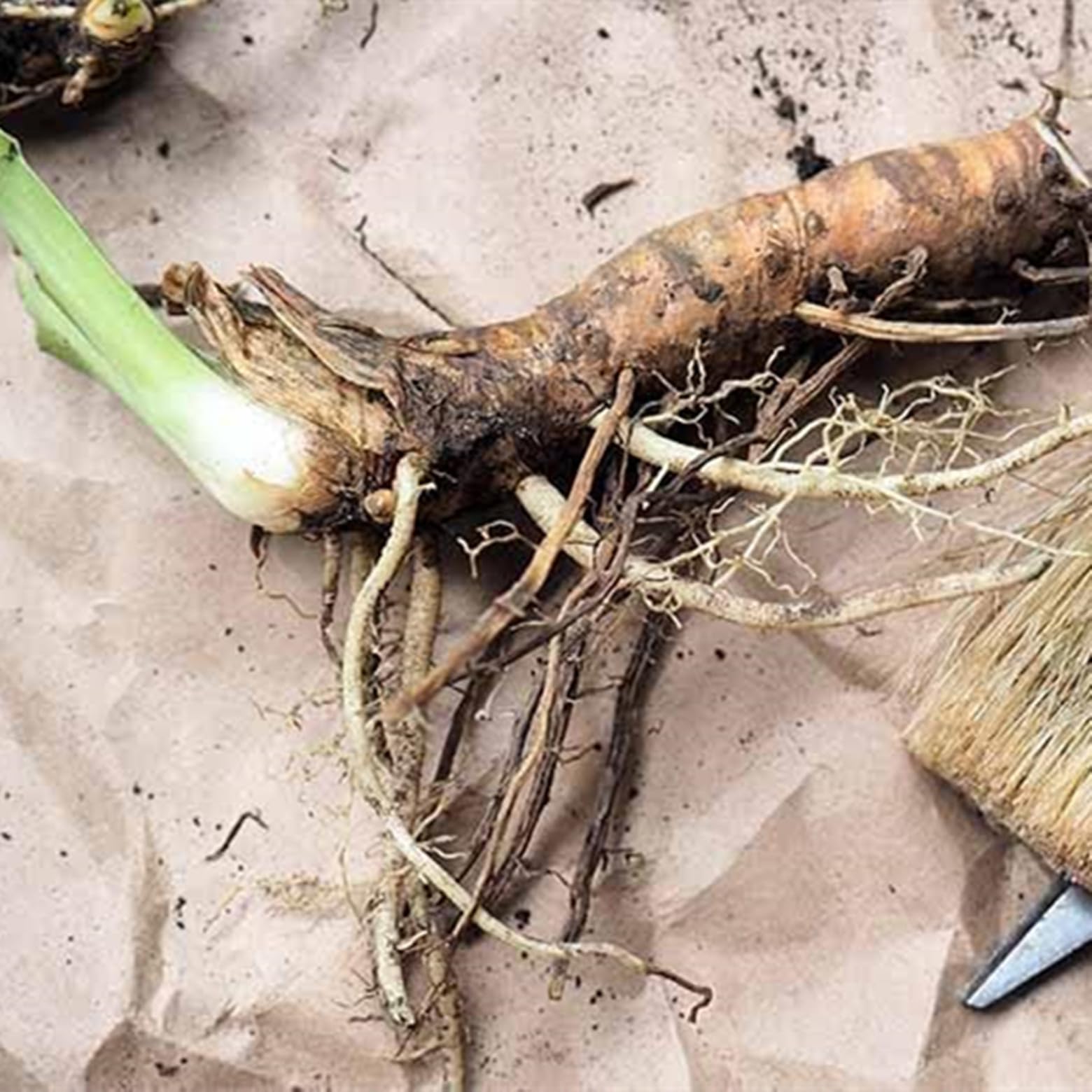 Iris Schwertlilien-langlebige Zierlauchzwiebeln-kältebeständig-verträgliche-insektenfreundliche-Strukturbildende-15 Iris -I