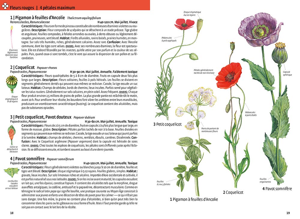 Quelle est cette plante ?: Fleurs sauvages, arbres et arbustes, graminées Les reconnaître par la couleur