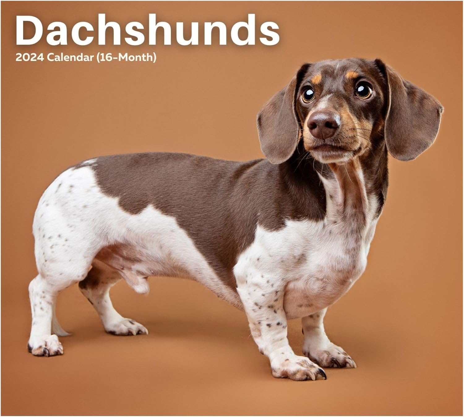 2024 Dachshunds Dogs & Puppies Deluxe Wall Calendar by Just Calendars