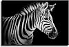 Zebra Pictures Canvas Painting Wall Art Decor Poster Print Modern Home Animal Art Prints Unframed,8x12inch