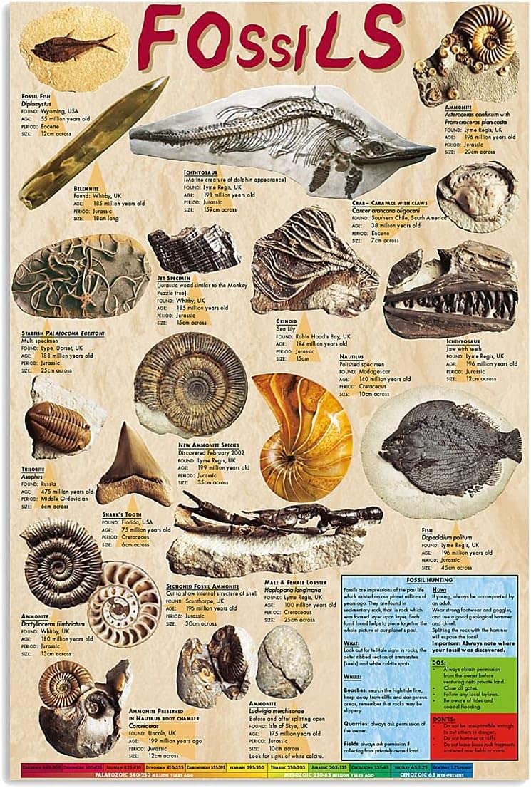 SMAZDFXX Animal Fossil Infographic Wall Decor Aluminium Poster Biology Knowledge Reading Posters Teacher Teaching Guide Plaques School Classroom Office 8x12 Inches