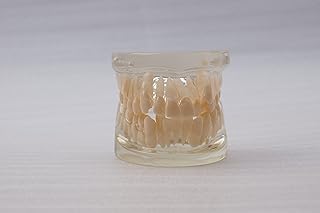 S&D 1 Set Dental Teaching Demonstration Model New Style Crystal Orthodontic Teeth Model with Full Ceramic Braces