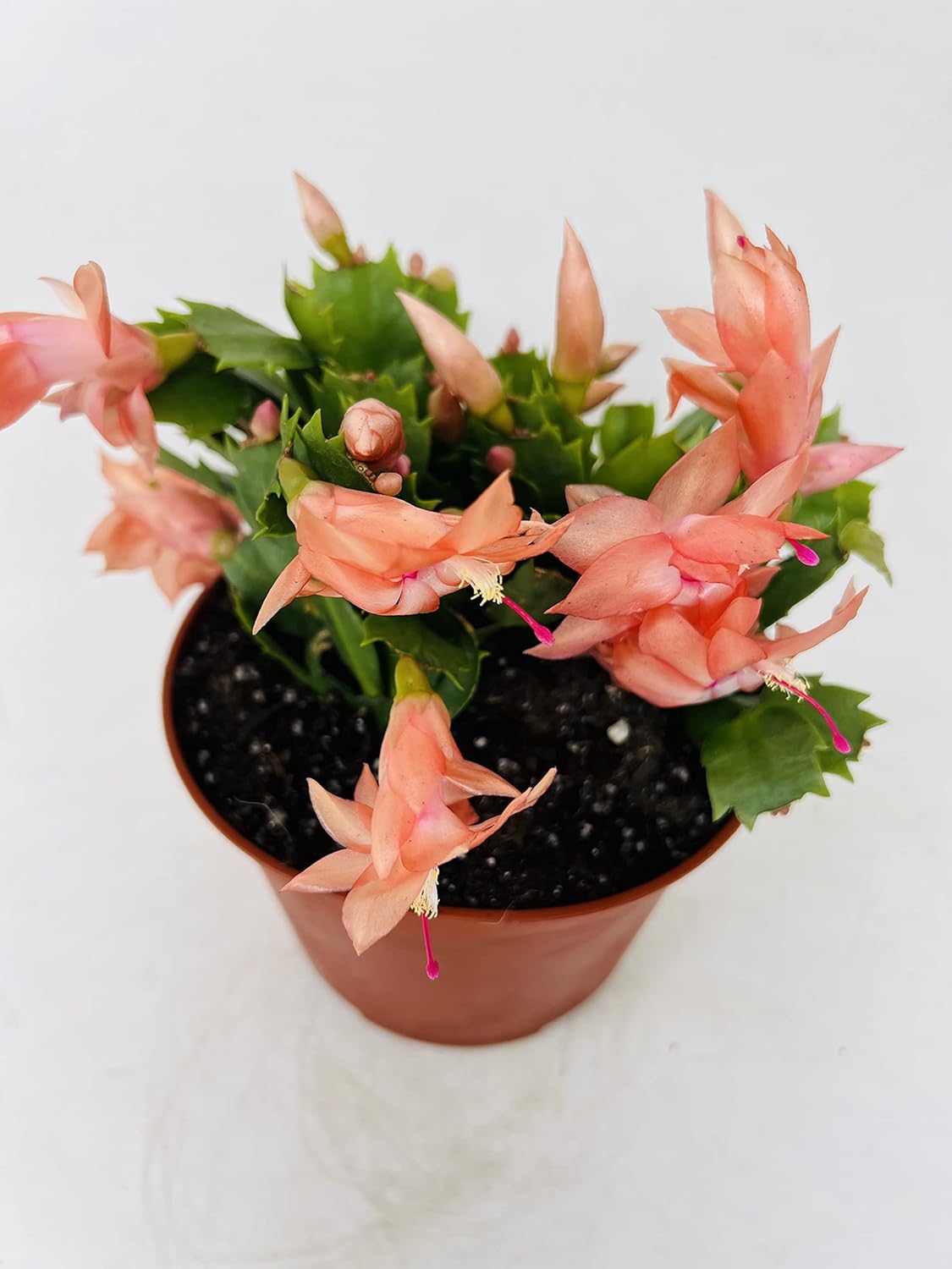 Orange Christmas Cactus 6inch Pot -Zygocactus Plant by JMBamboo