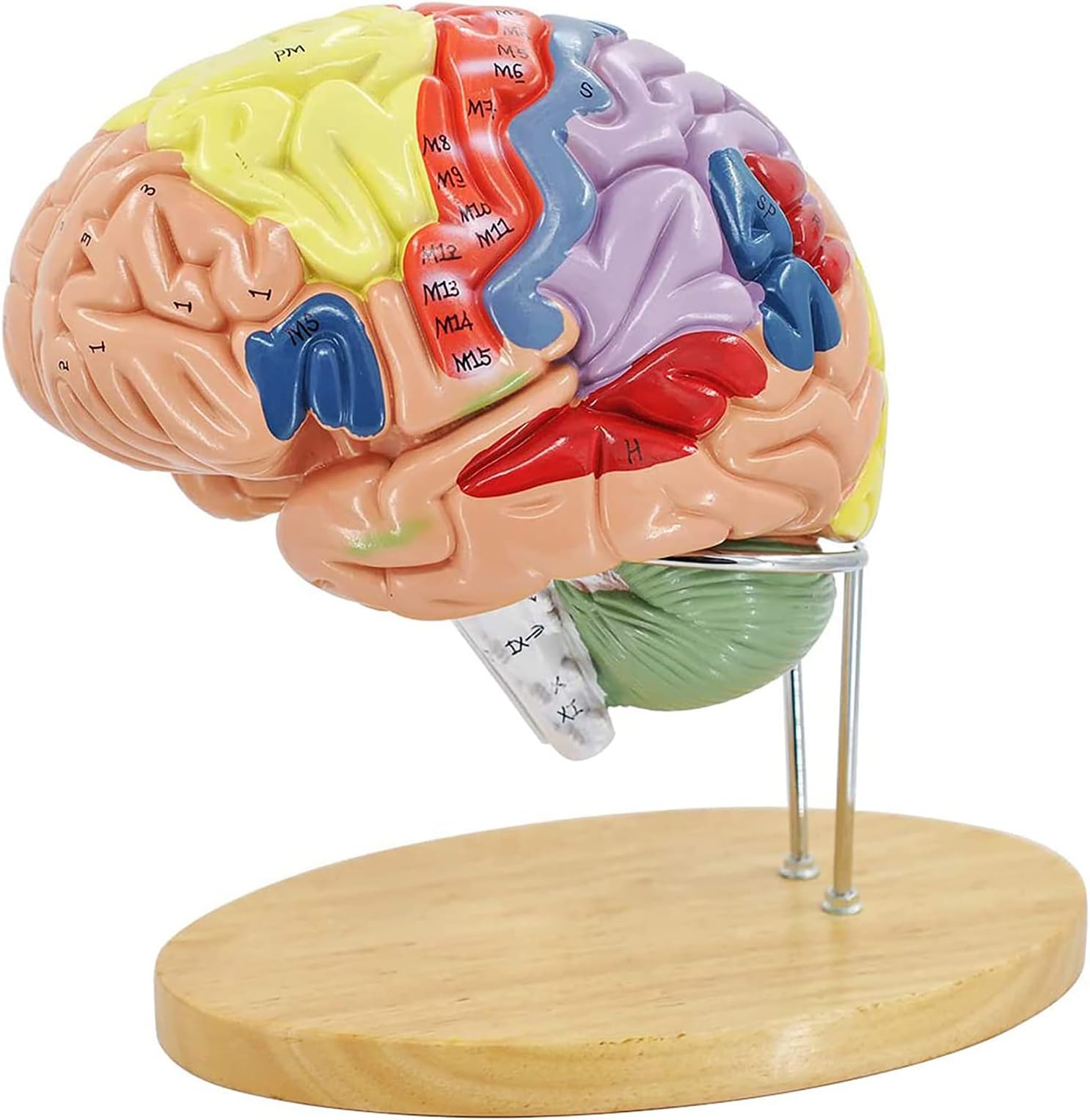 iksvmsis Human Brain Model, Brain Model For Teaching, Professional Disassembled Human Brain Anatomical Model, Brain Model Teaching Tool Brain Model For Science Classroom Study Display