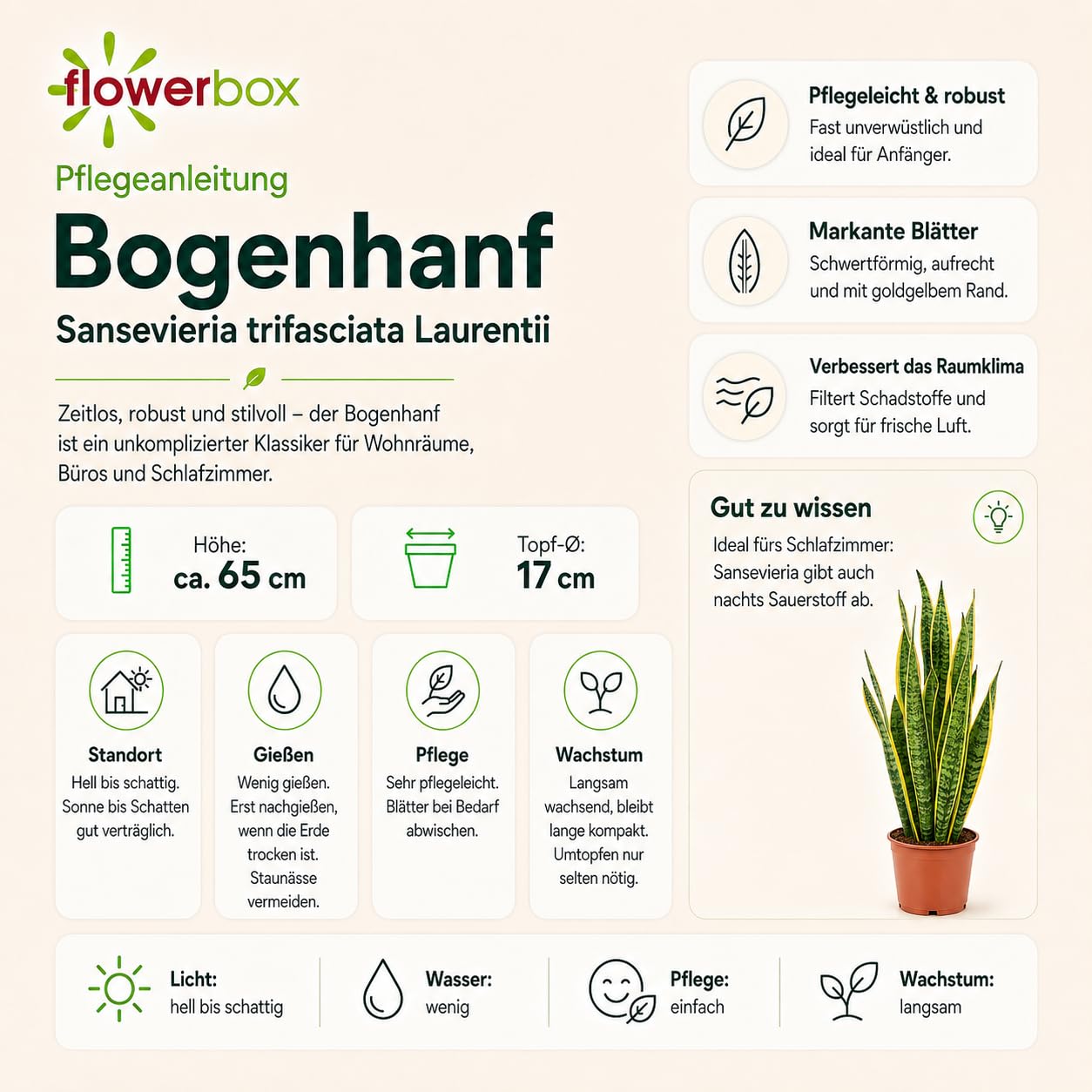 Sansevière - plante d'intérieur facile d'entretien, Sansevieria trifasciata Laurentii - hauteur env. 65 cm, pot-Ø 17 cm