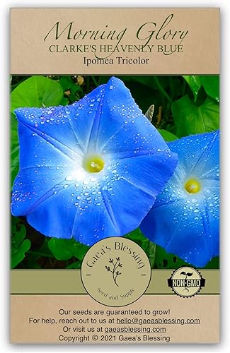 Gaea's Blessing Semillas Morning Glory - Clarke's Heavenly Blue - Semillas sin OMG con instrucciones de plantación fáciles de seguir - Semillas de